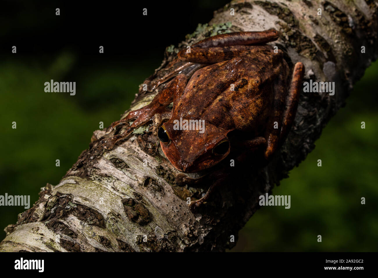 Birmano rana di mantecazione (Polypedates mutus) da Cúc Phương National Park, Ninh Bình Provincia, Vietnam. Foto Stock