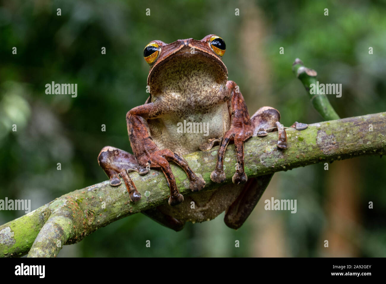 Birmano rana di mantecazione (Polypedates mutus) da Cúc Phương National Park, Ninh Bình Provincia, Vietnam. Foto Stock