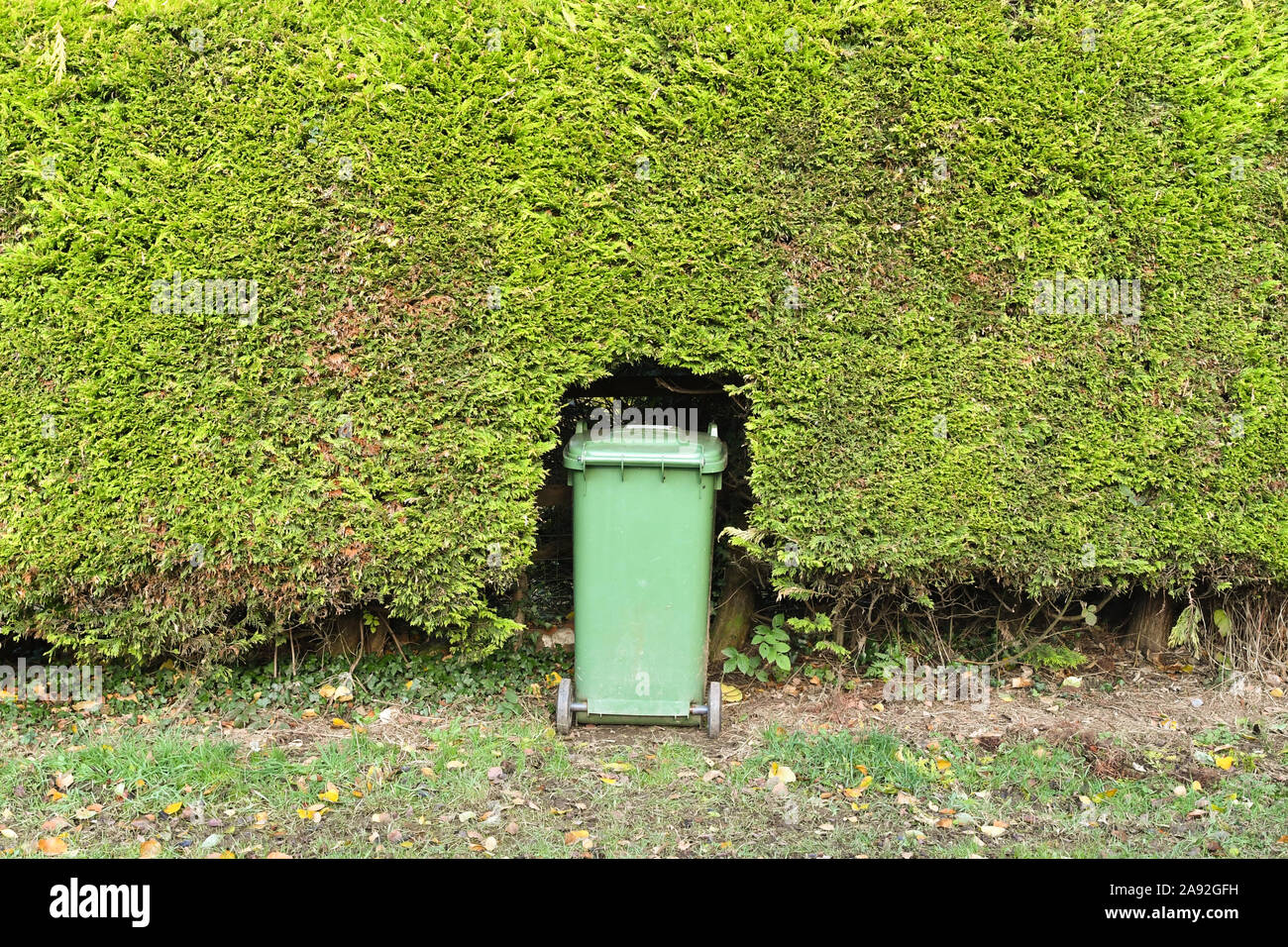 Verde bidone con ruote per giardino i rifiuti depositati in hedge Foto Stock
