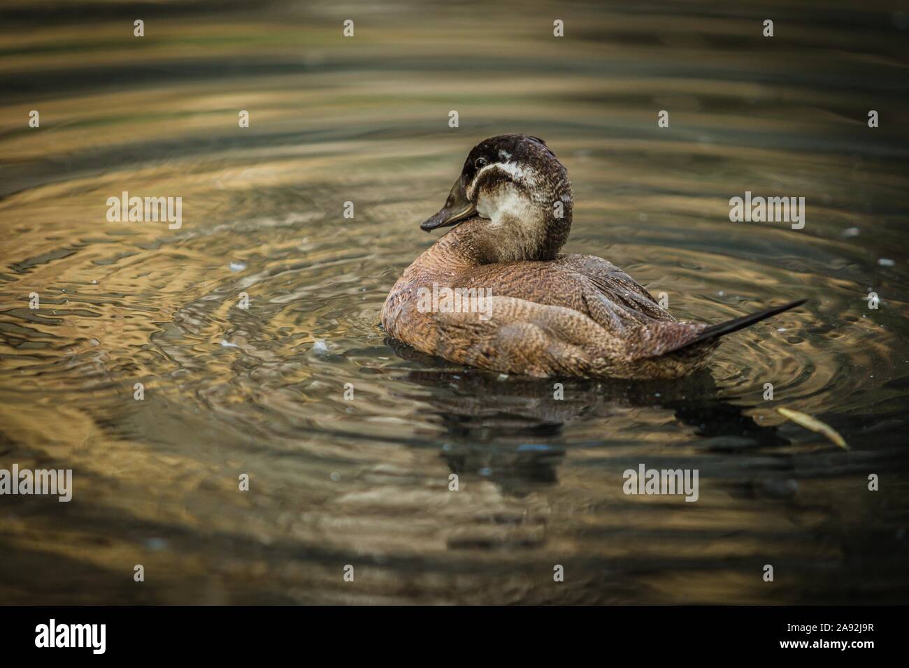 Femmina di colore marrone e bianco con testa spruzzi d'anatra in un stagno facendo bolle sull'acqua. Bird vivere presso lo zoo di Praga, Repubblica Ceca. Foto Stock