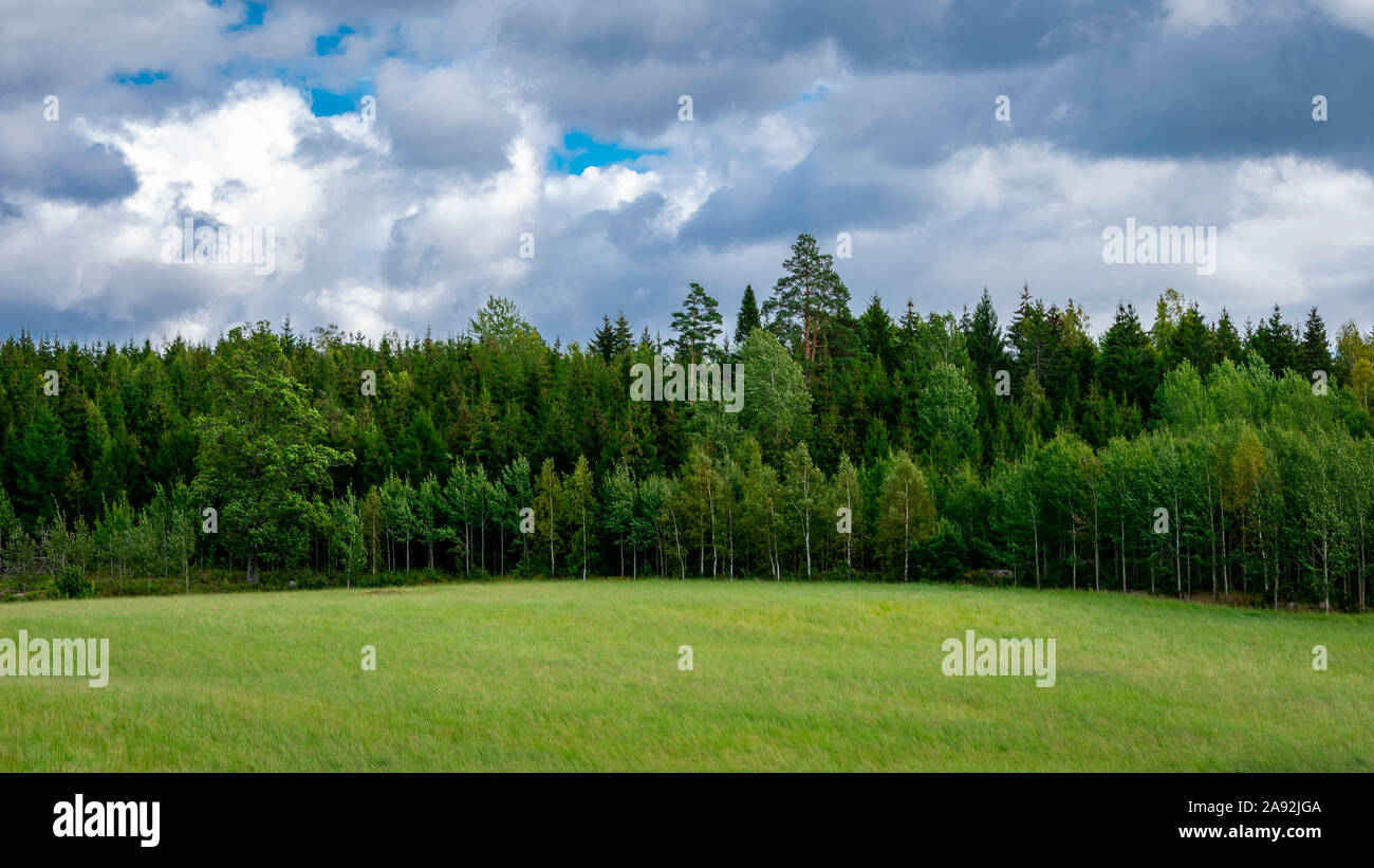 Campo di erba in una fattoria con sfondo di foresta Foto Stock