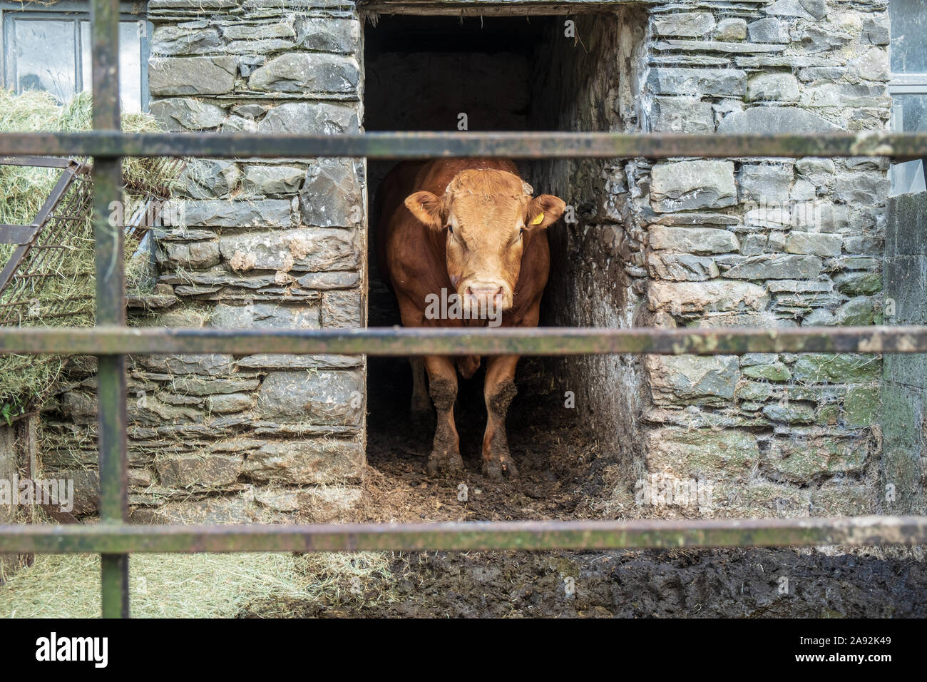 Toro in una penna in un cortile di fattoria nel parco nazionale Lake District Foto Stock