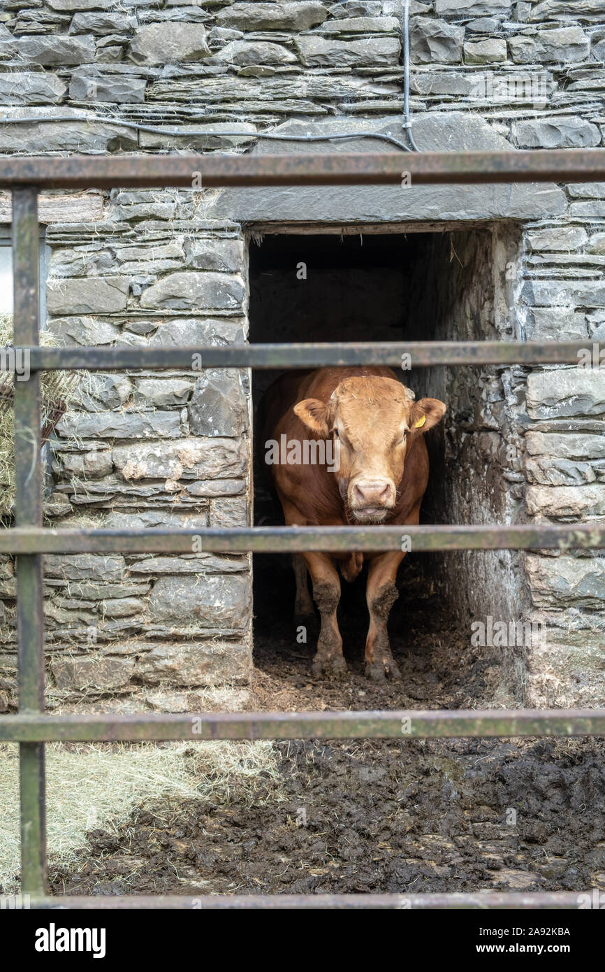 Toro in una penna in un cortile di fattoria nel parco nazionale Lake District Foto Stock