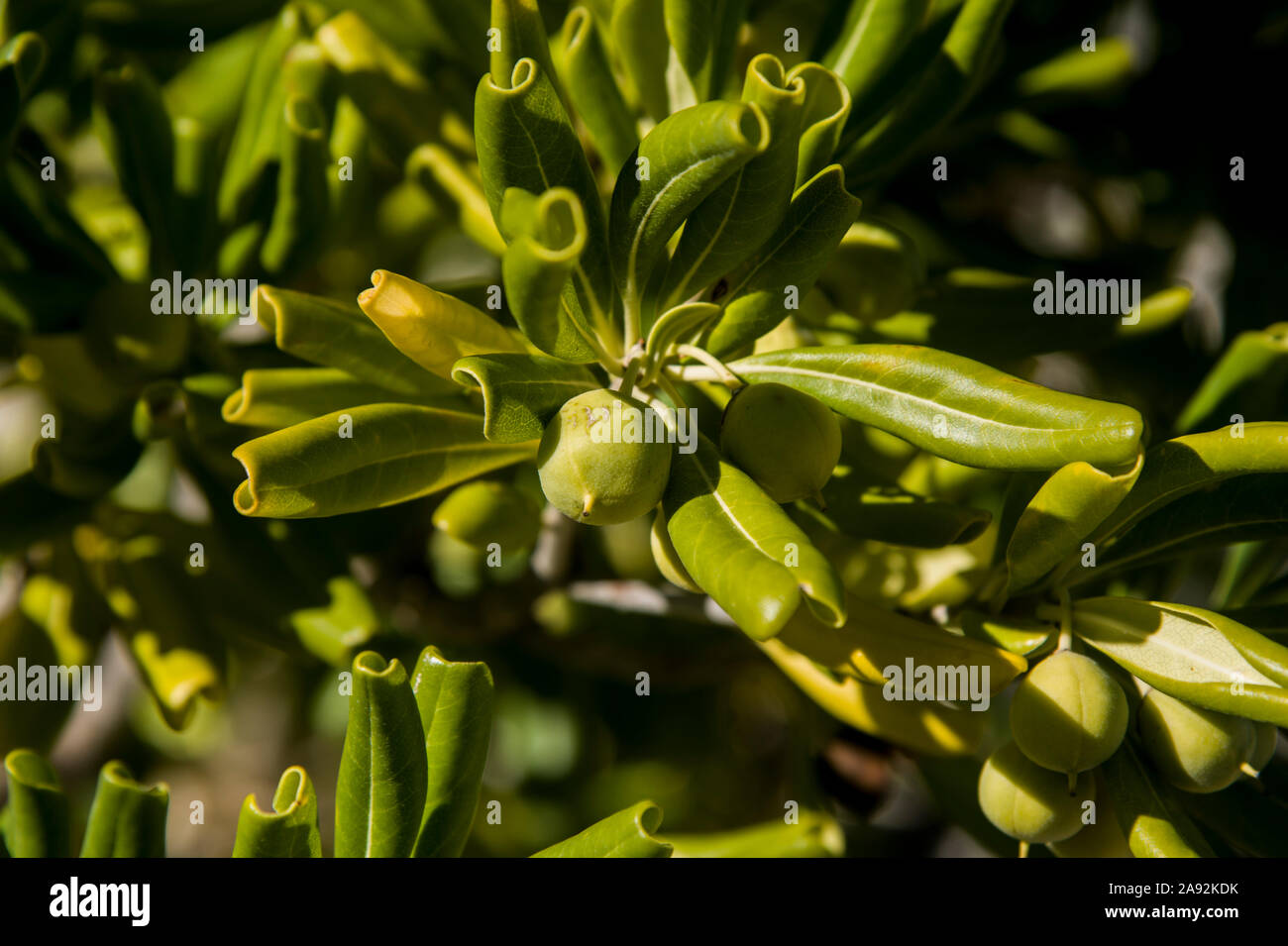 Ligustro giapponese con la maturazione dei frutti e foglie brillanti Foto Stock