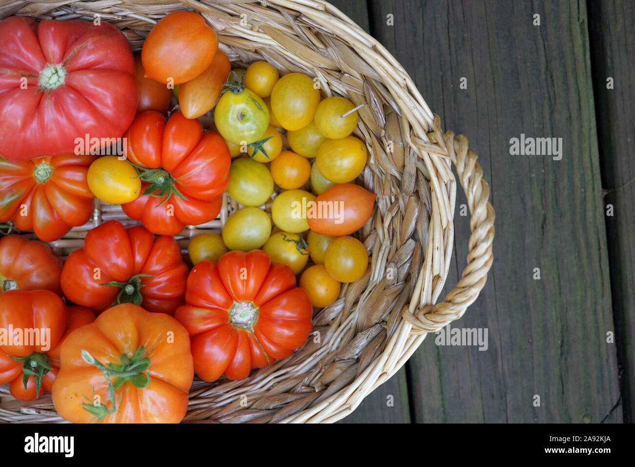 Raccolto di pomodoro, varietà di pomodori colorati Foto Stock