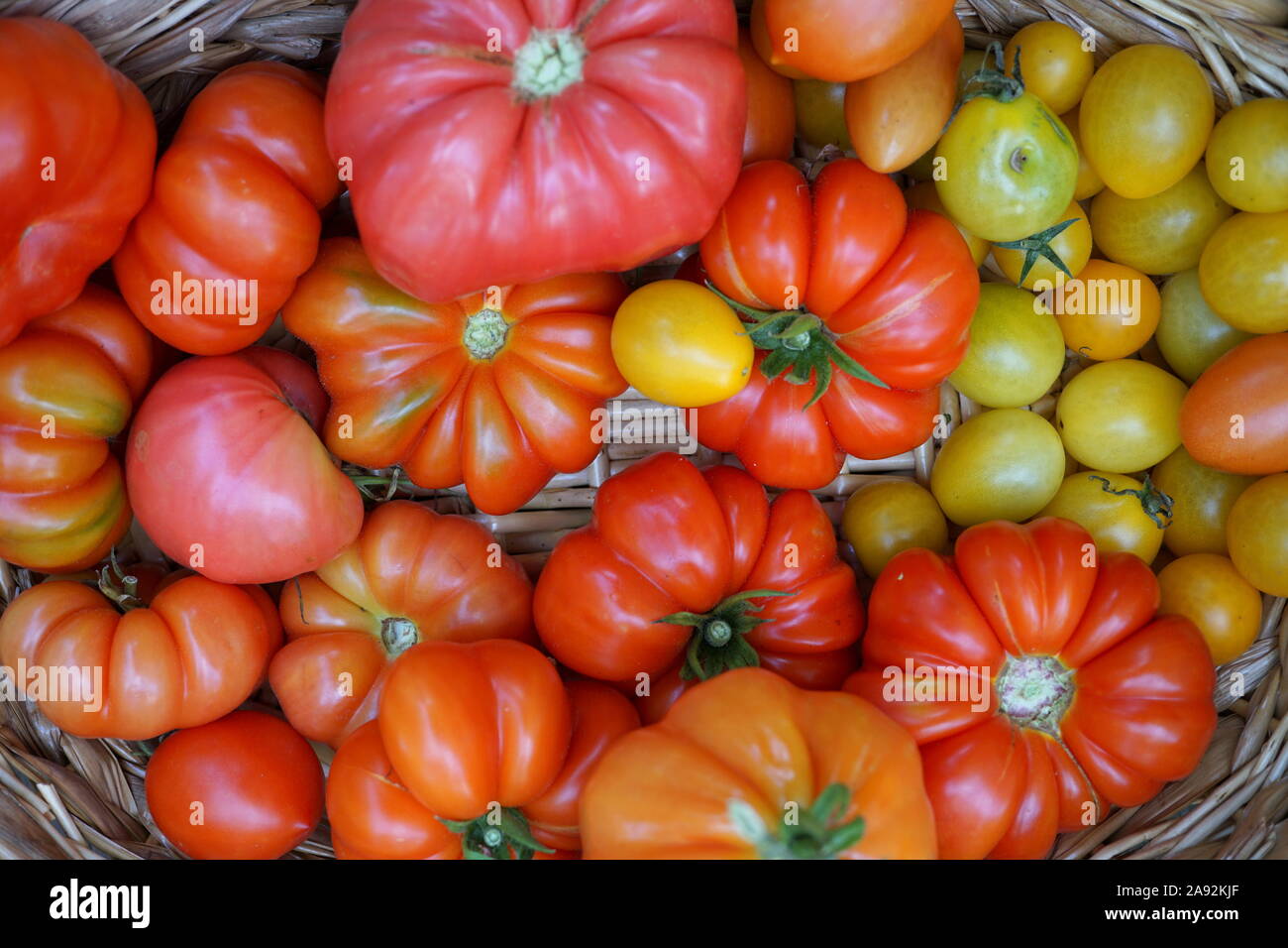 Raccolto di pomodoro, varietà di pomodori colorati Foto Stock