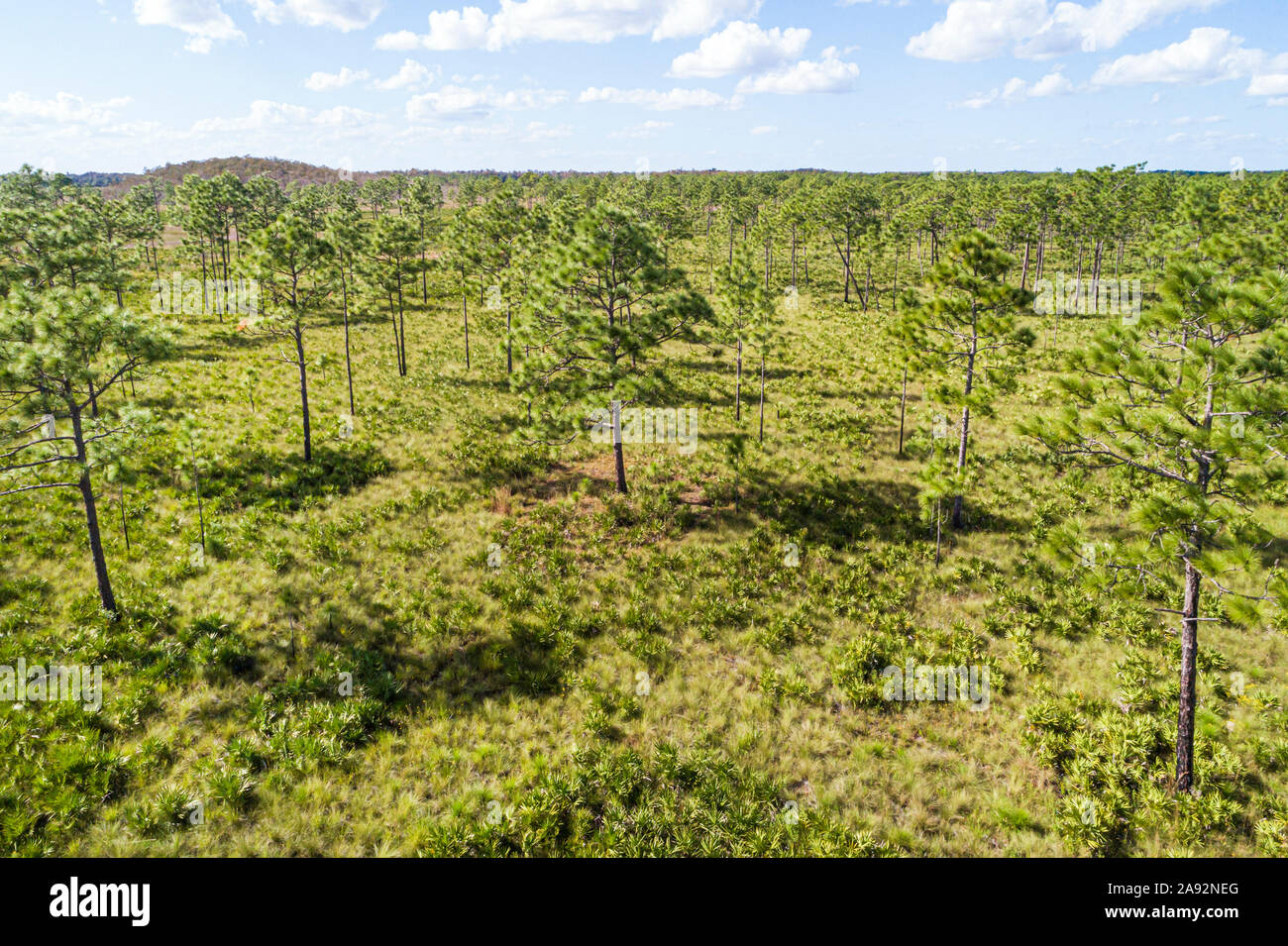 Florida,tre Laghi Wildlife Management Area WMA,riserva naturale rifugio conservazione habitat naturale,prateria legno pianeggiante pini sega palmetto, aereo o Foto Stock