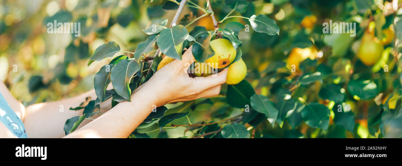 Mano femminile che mostra il ramo verde con le pere in giardino il tempo del raccolto Foto Stock