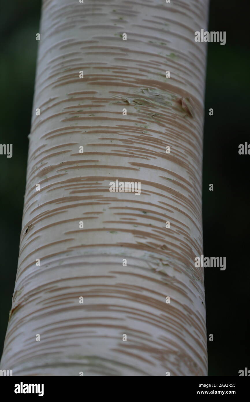 In prossimità di corteccia di betula emanii tree Foto Stock