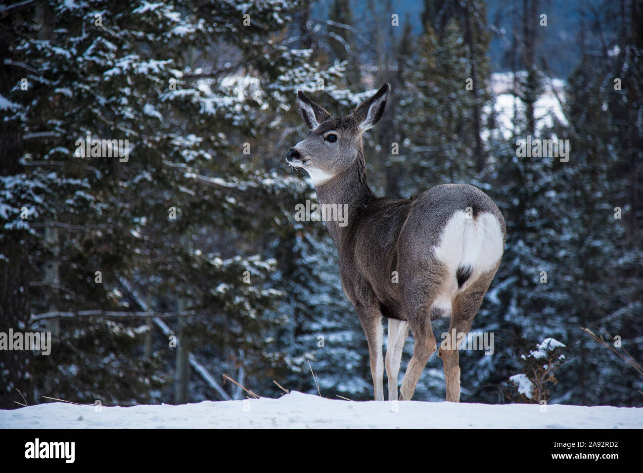 Cervi selvatici in Canada Montagne Rocciose in inverno Foto Stock