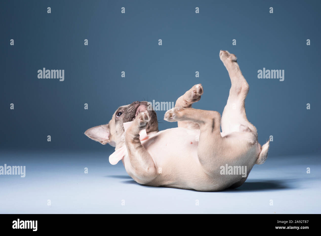 Bulldog francese giacente sul retro Foto Stock