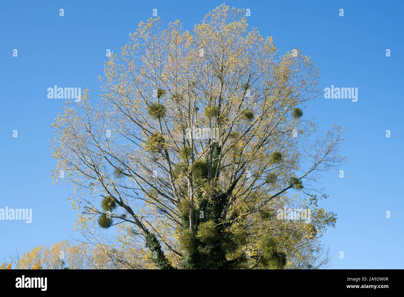 Viscum album. Vischio in un pioppo in autunno. Herefordshire, Inghilterra Foto Stock