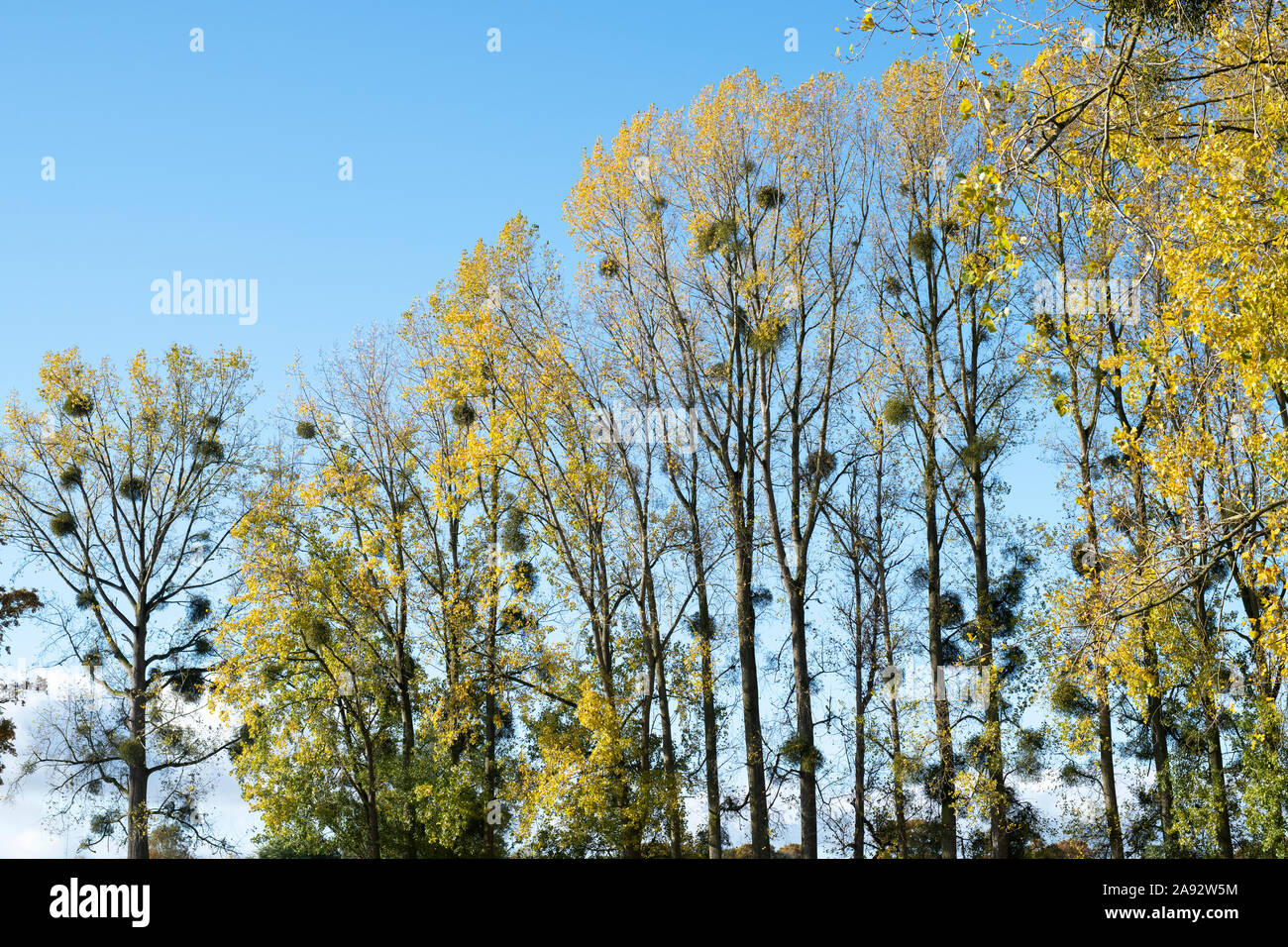 Viscum album. Vischio in pioppo in autunno. Herefordshire, Inghilterra Foto Stock