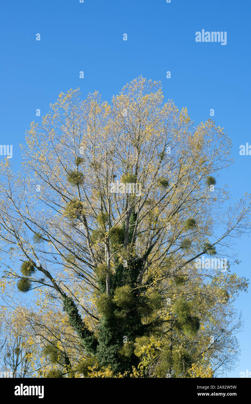 Viscum album. Vischio in un pioppo in autunno. Herefordshire, Inghilterra Foto Stock
