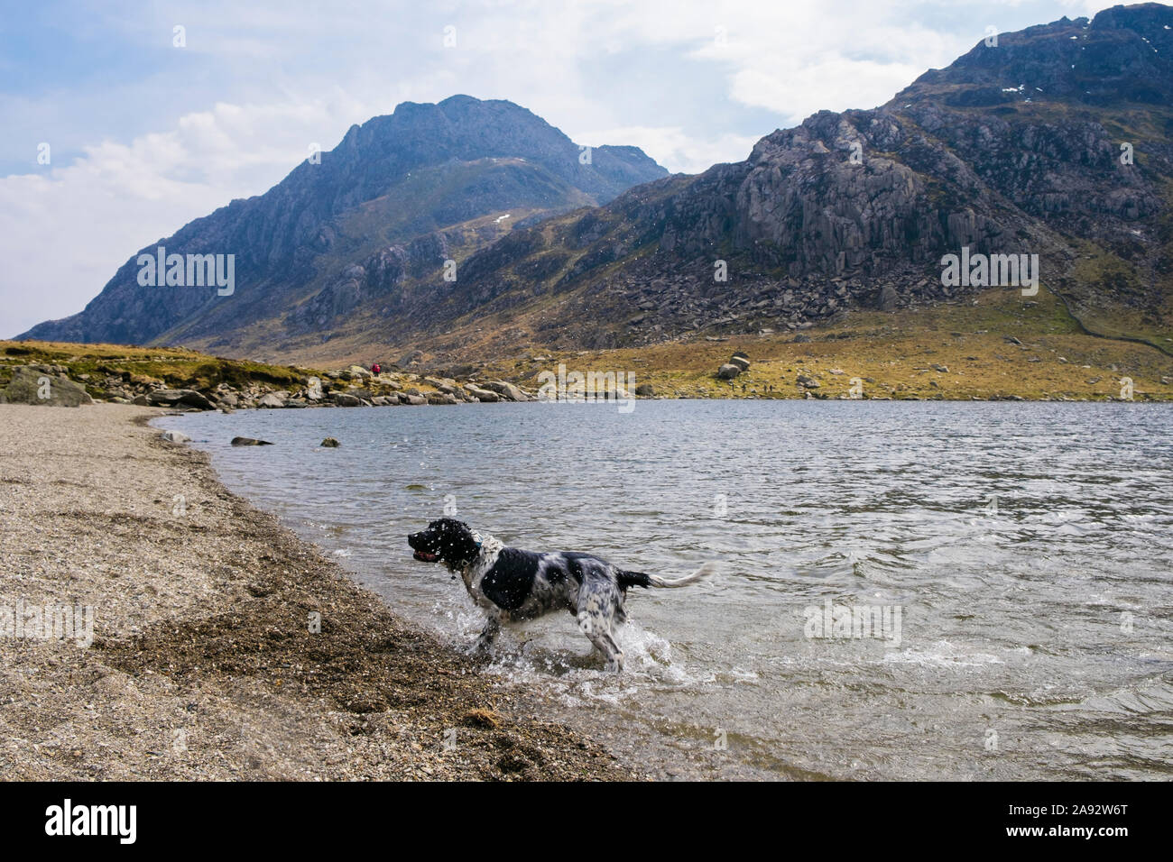 Un wet English Springer Spaniel cane scuote il gocce di acqua in Llyn Idwal lago nel Parco Nazionale di Snowdonia. Ogwen, Gwynedd, Wales, Regno Unito, Gran Bretagna Foto Stock