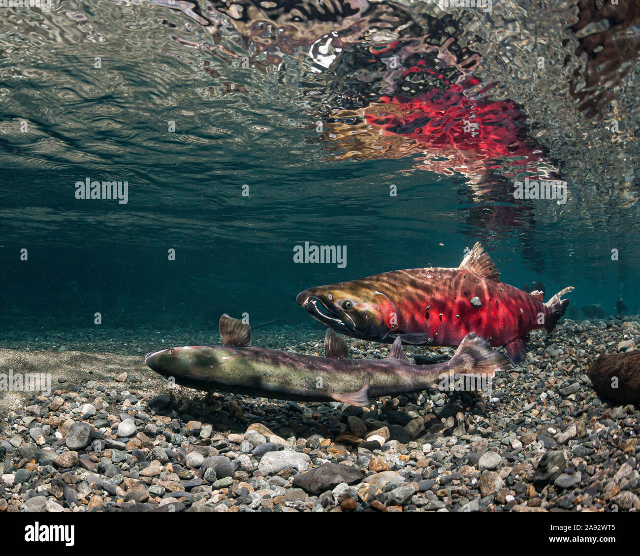 Femmina Coho Salmon (Oncorhynchus kisutch) che la cavela redd mentre alpha guardie maschili. Formato = 4:5; Alaska, Stati Uniti d'America Foto Stock