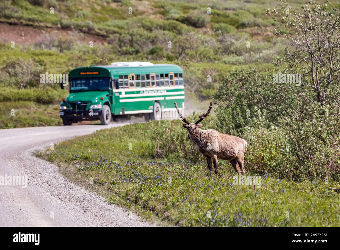 Un caribou toro (Tarandus Rangifer) con corna ancora in velluto si prepara ad attraversare la strada del Parco nel Parco Nazionale Denali e preservare proprio come tour b... Foto Stock