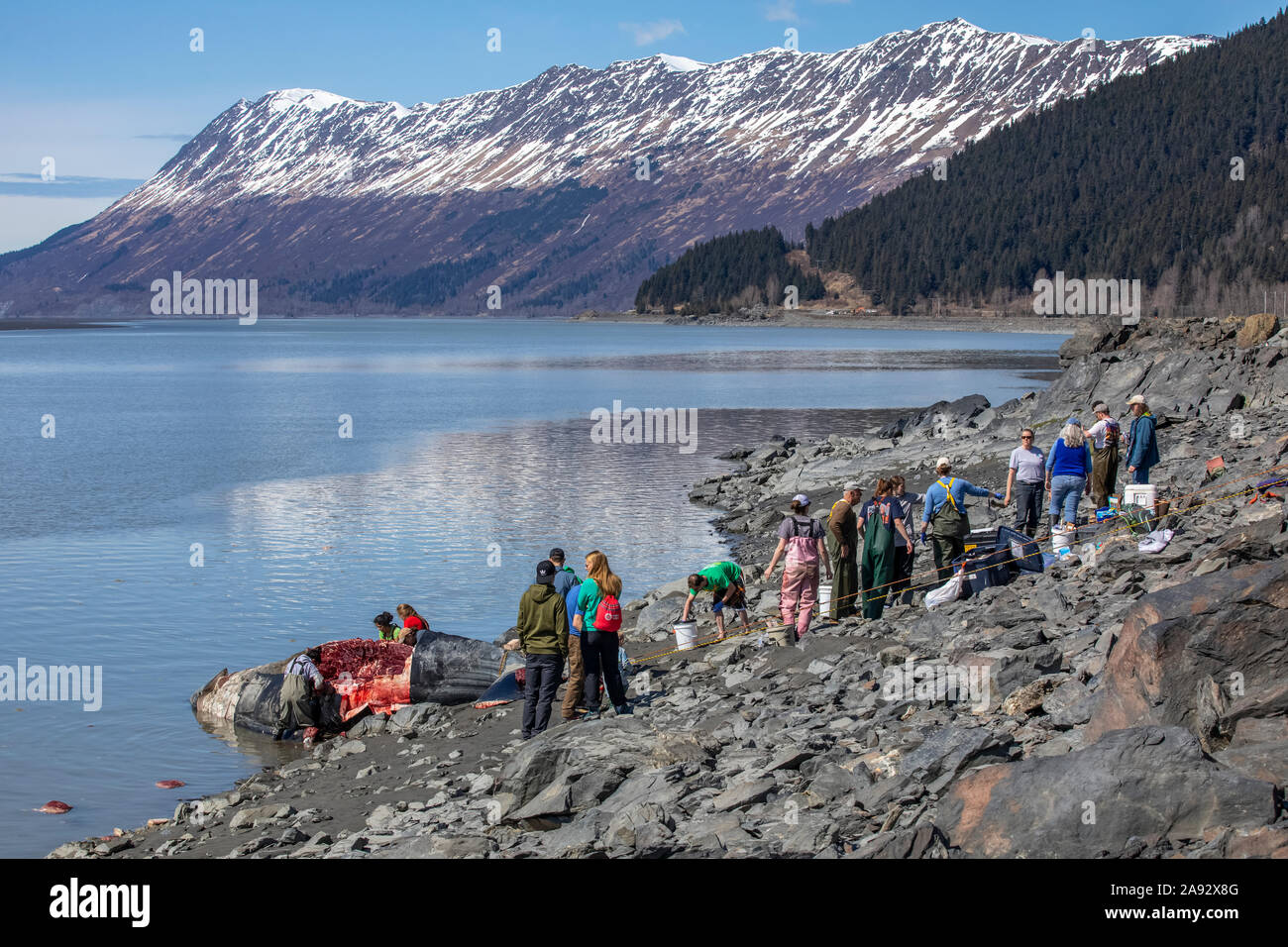 Scienziati e cacciatori di sussistenza raccogliere la carne e anche parti per lo studio di questa balena grigia che è stato trovato spiaggiato sulle rive di Turnagain Arm, ... Foto Stock