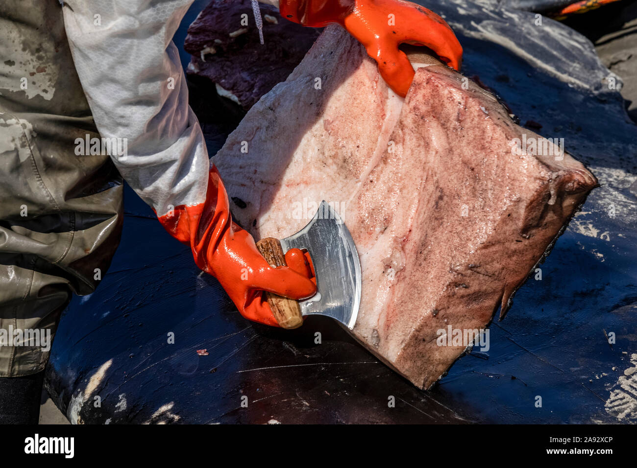 Scienziati e cacciatori di sussistenza raccolgono carne e anche parti per lo studio di questa balena grigia (Eschrichtius robusta) che è stato trovato beached... Foto Stock