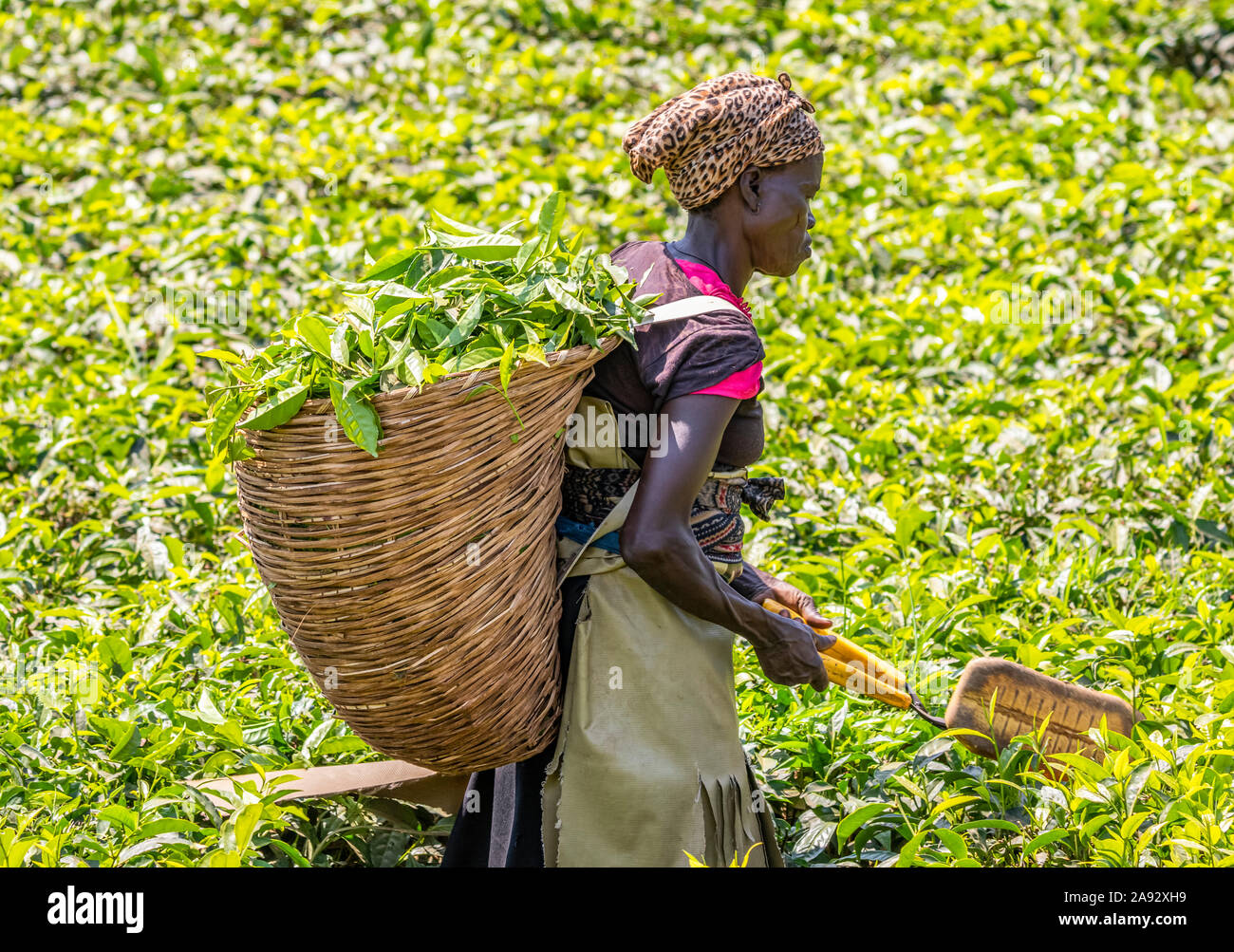 Donna che raccoglie il tè in una piantagione, Kibale National Park; Regione Occidentale, Uganda Foto Stock