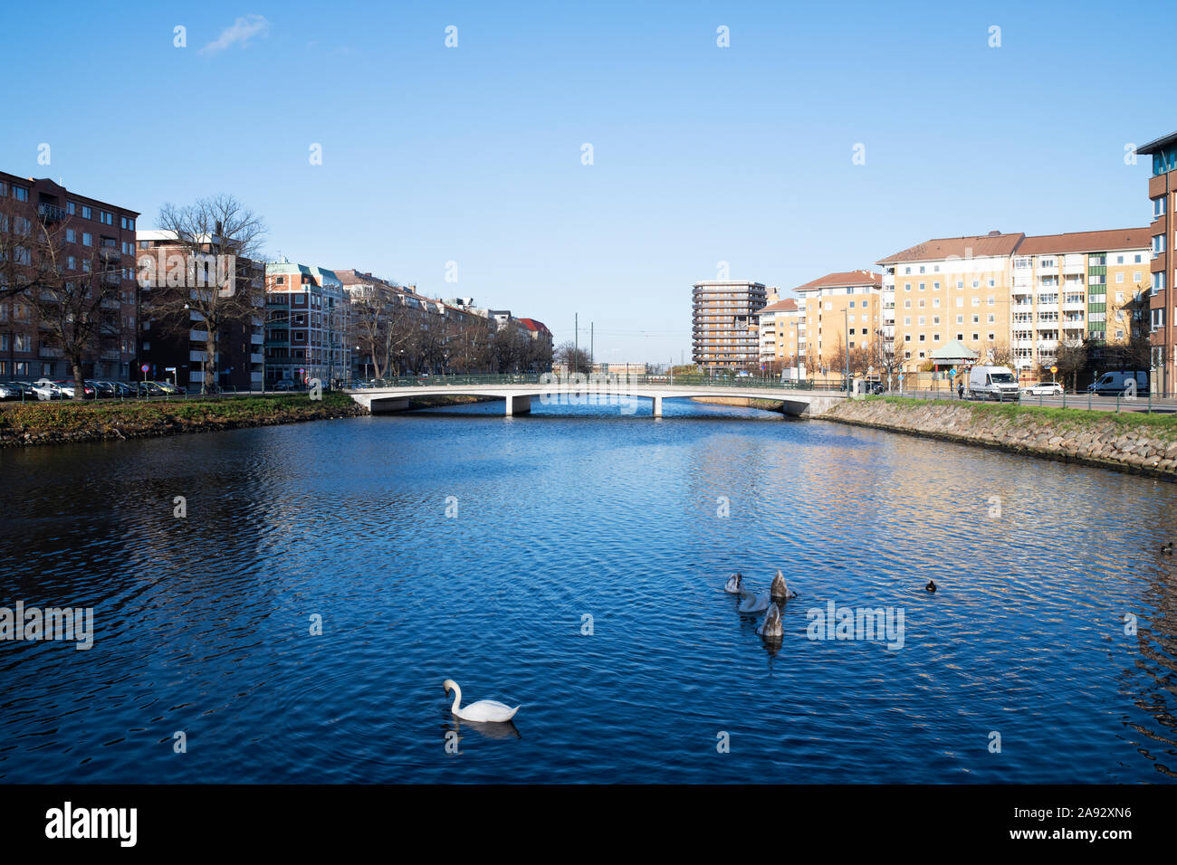 Cigni sul fiume Foto Stock