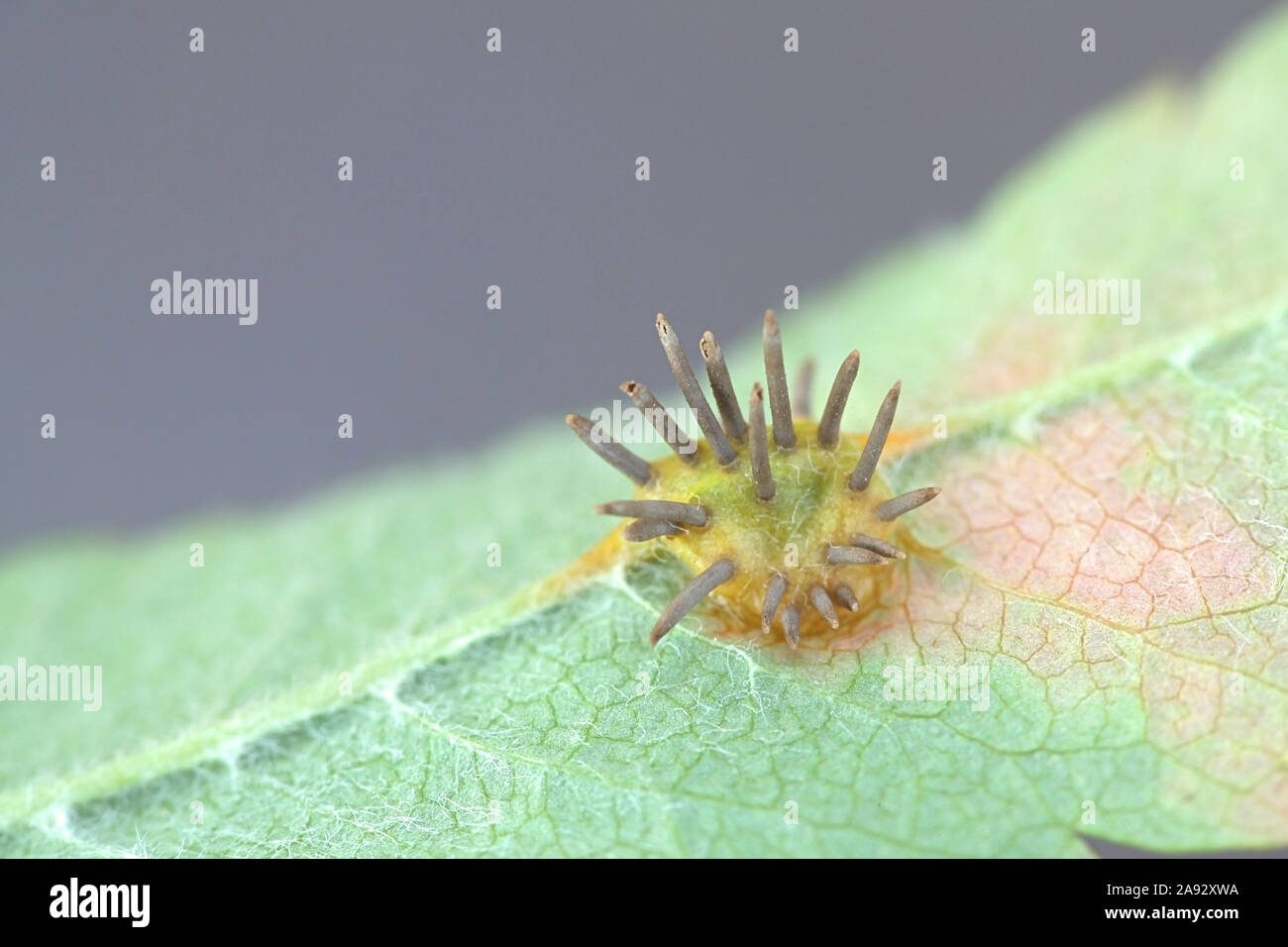 Gymnosporangium cornutum, una ruggine fungo chiamato il ginepro ruggine, che cresce su una foglia di Rowan, Sorbus aucuparia Foto Stock