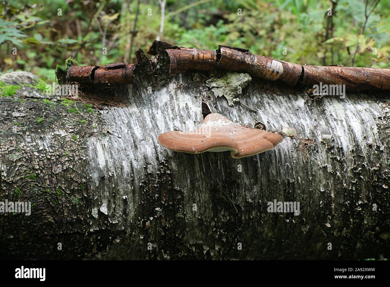 Fomitopsis betulina, noto come la betulla polypore, staffa di betulla, o un rasoio strop, una staffa fungo dalla Finlandia Foto Stock