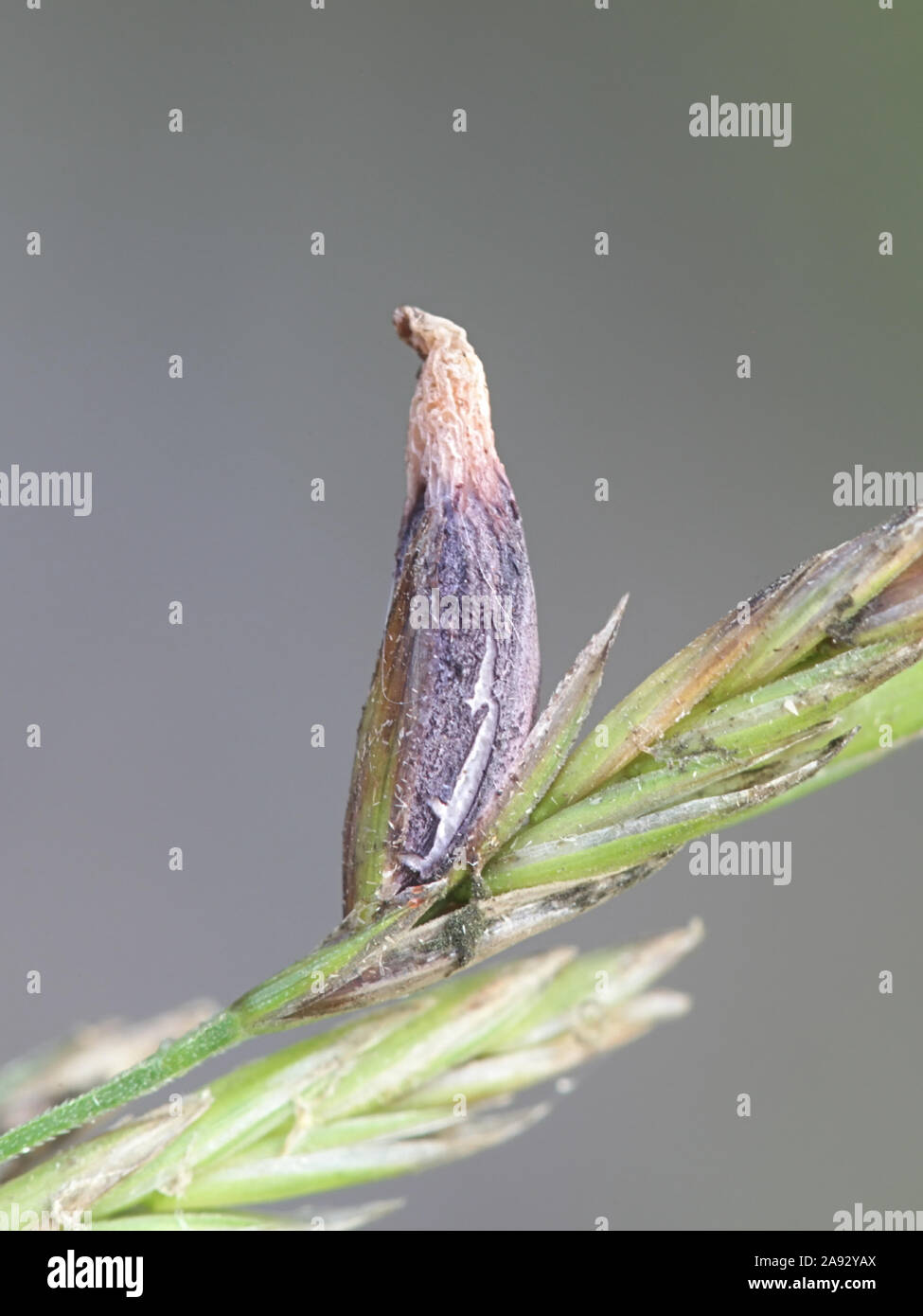 Claviceps purpurea, un velenoso infezione fungina in cereali ed erbe chiamato la segala cornuta di fungo Foto Stock