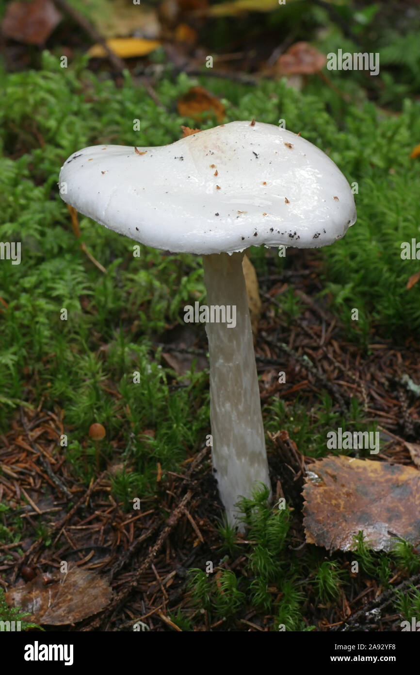 Amanita virosa, noto come angelo distruttore, un micidiale fungo velenoso dalla Finlandia Foto Stock
