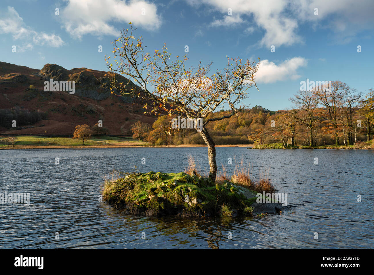 Lone Tree a Rydal acqua nel Parco Nazionale del Distretto dei Laghi Foto Stock