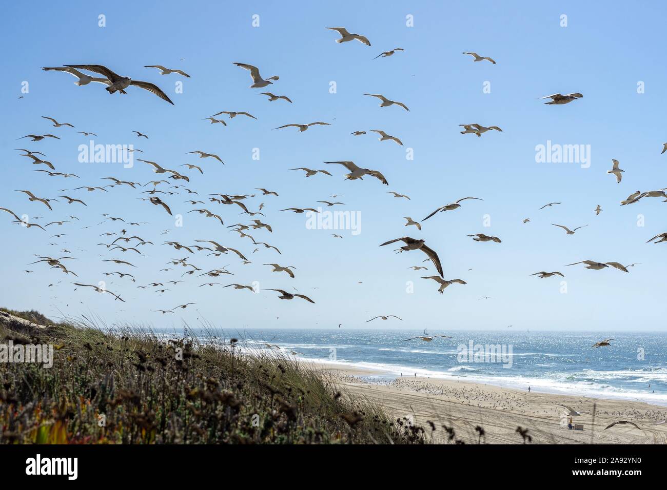 Gabbiani volare con il mare in background Foto Stock