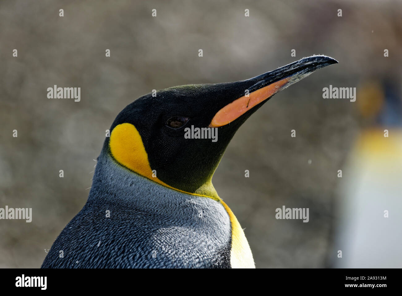 Pinguino reale (Aptenodytes patagonicus), close up ritratto, St Andrews Bay, Georgia del Sud Foto Stock