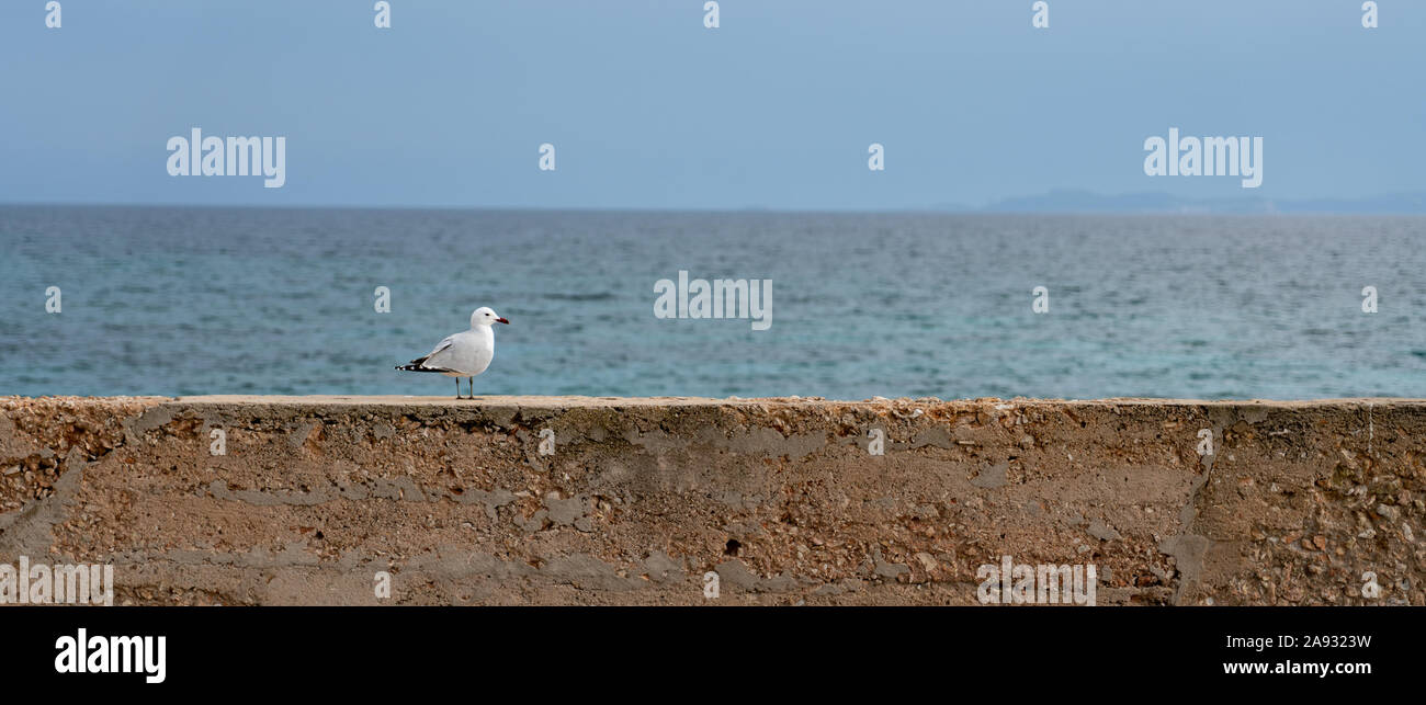 Lonely seagull in posa sulla parte superiore di una parete, con lo sfondo del cielo e del mare al di fuori della messa a fuoco. Estetica che simula una bandiera. Sa rapita, Mallorca Foto Stock