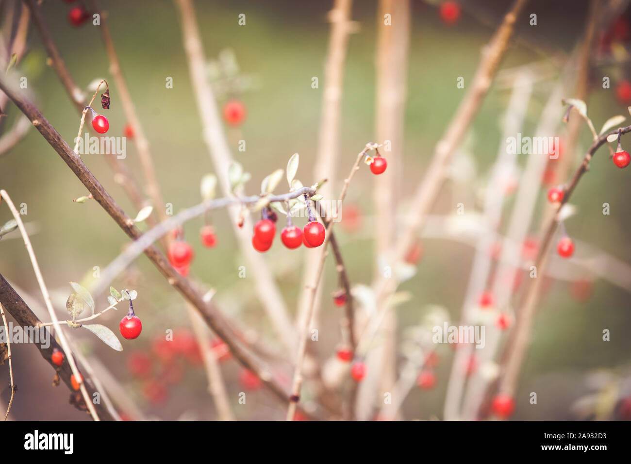 Bacche di goji rosso sul ramo Foto Stock