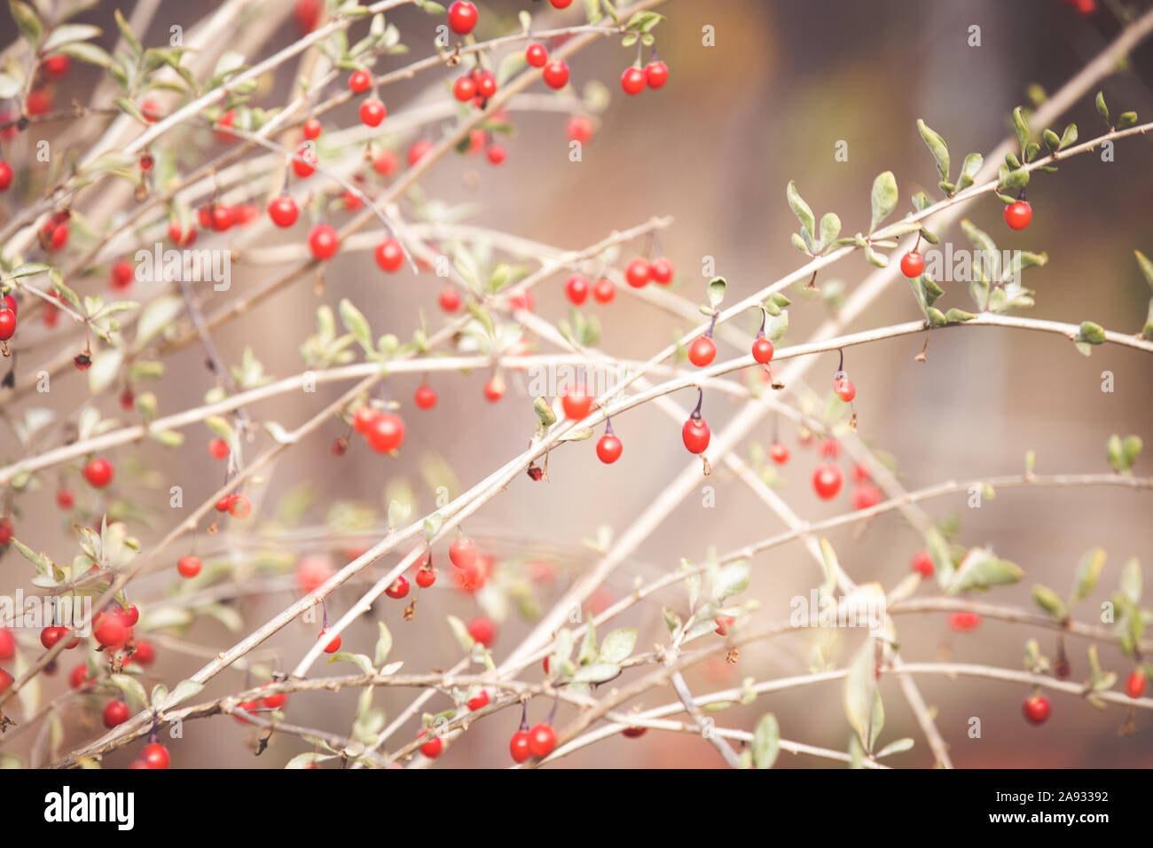 Bacche di goji rosso sul ramo Foto Stock