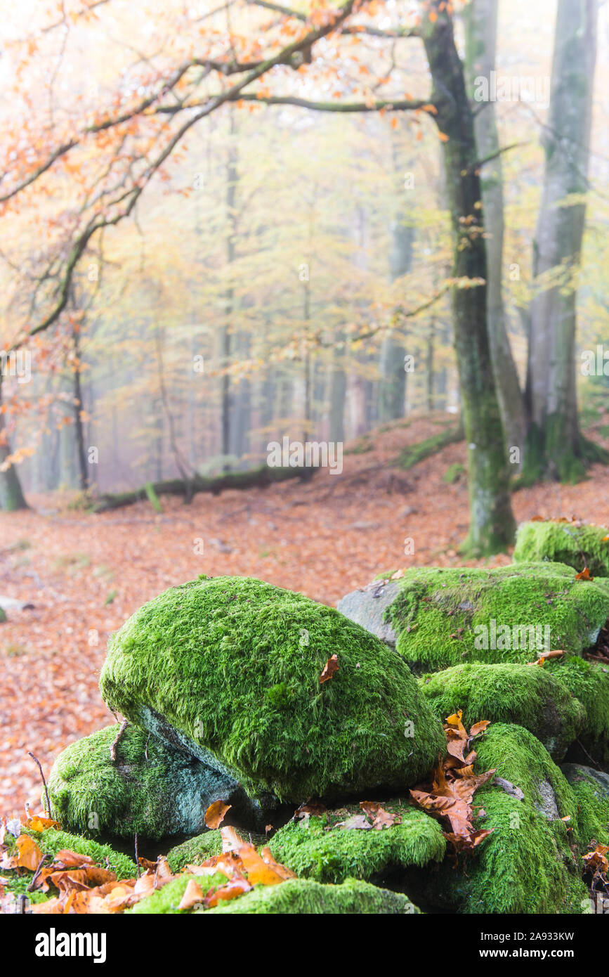 Pietre in foresta Foto Stock