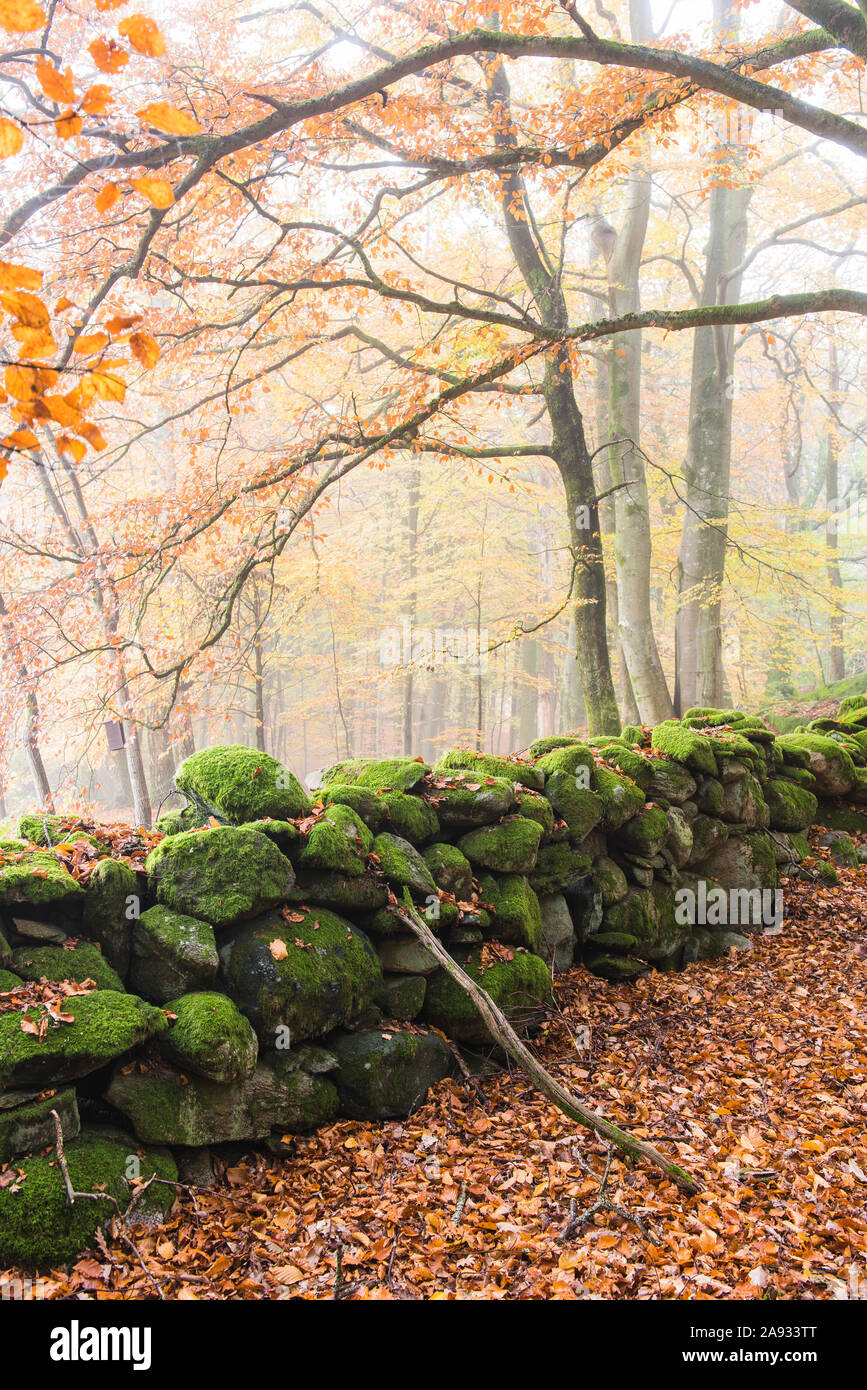 Muro di pietra nella foresta Foto Stock