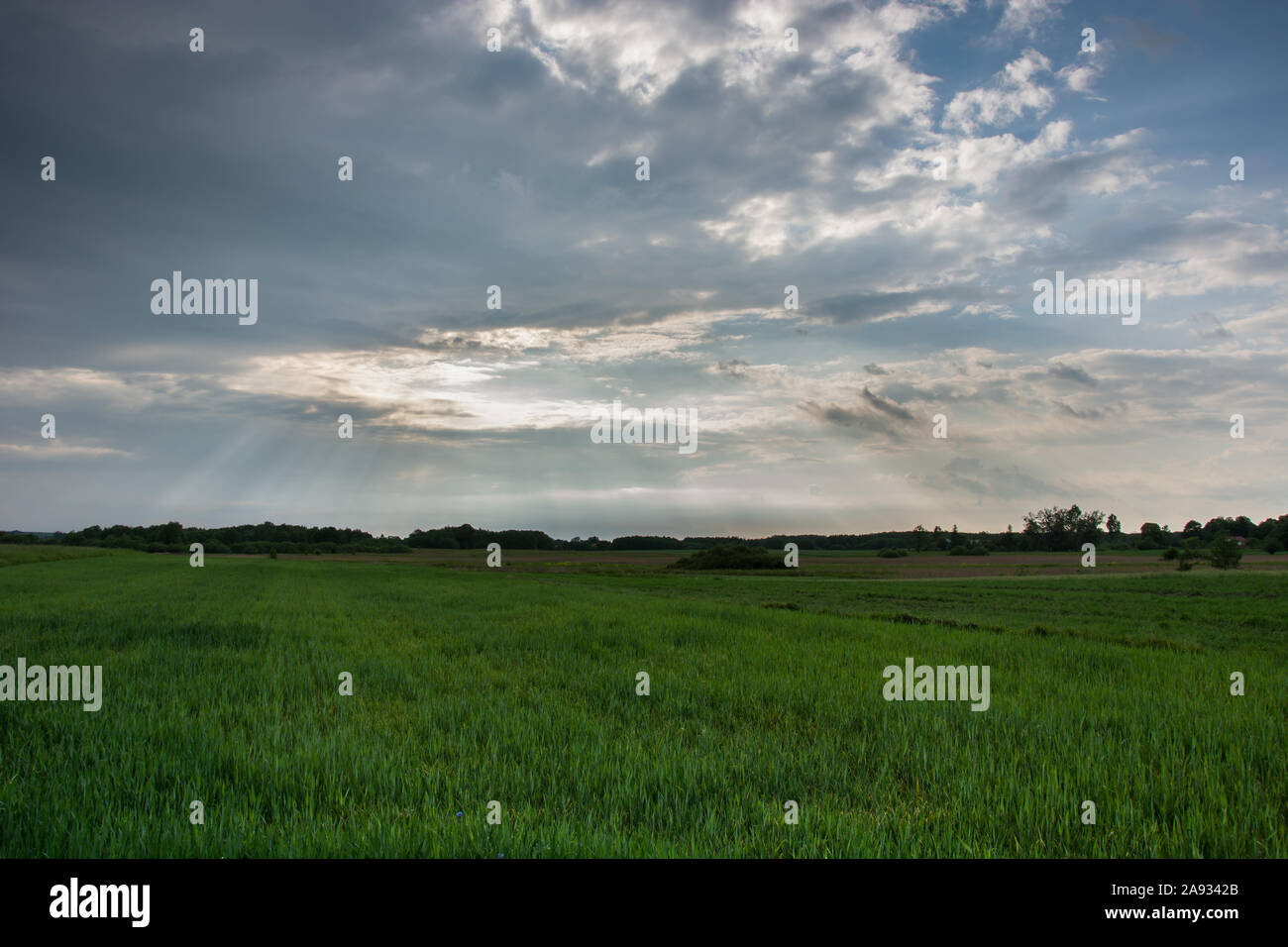 Campo verde di grano, orizzonte e nubi nel cielo Foto Stock