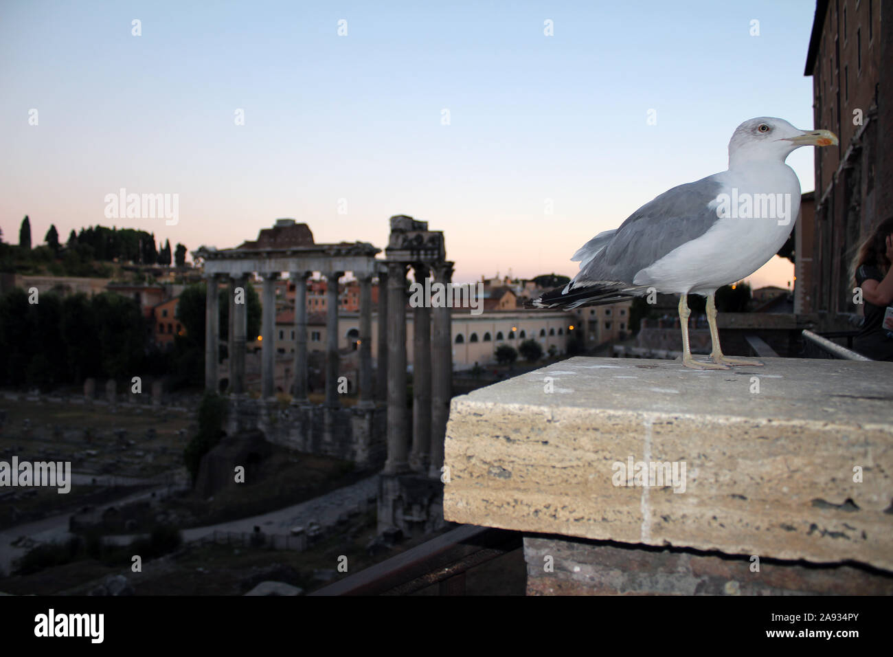 Seagull Camere che si affacciano su Roma (Birds Eye View) Foto Stock