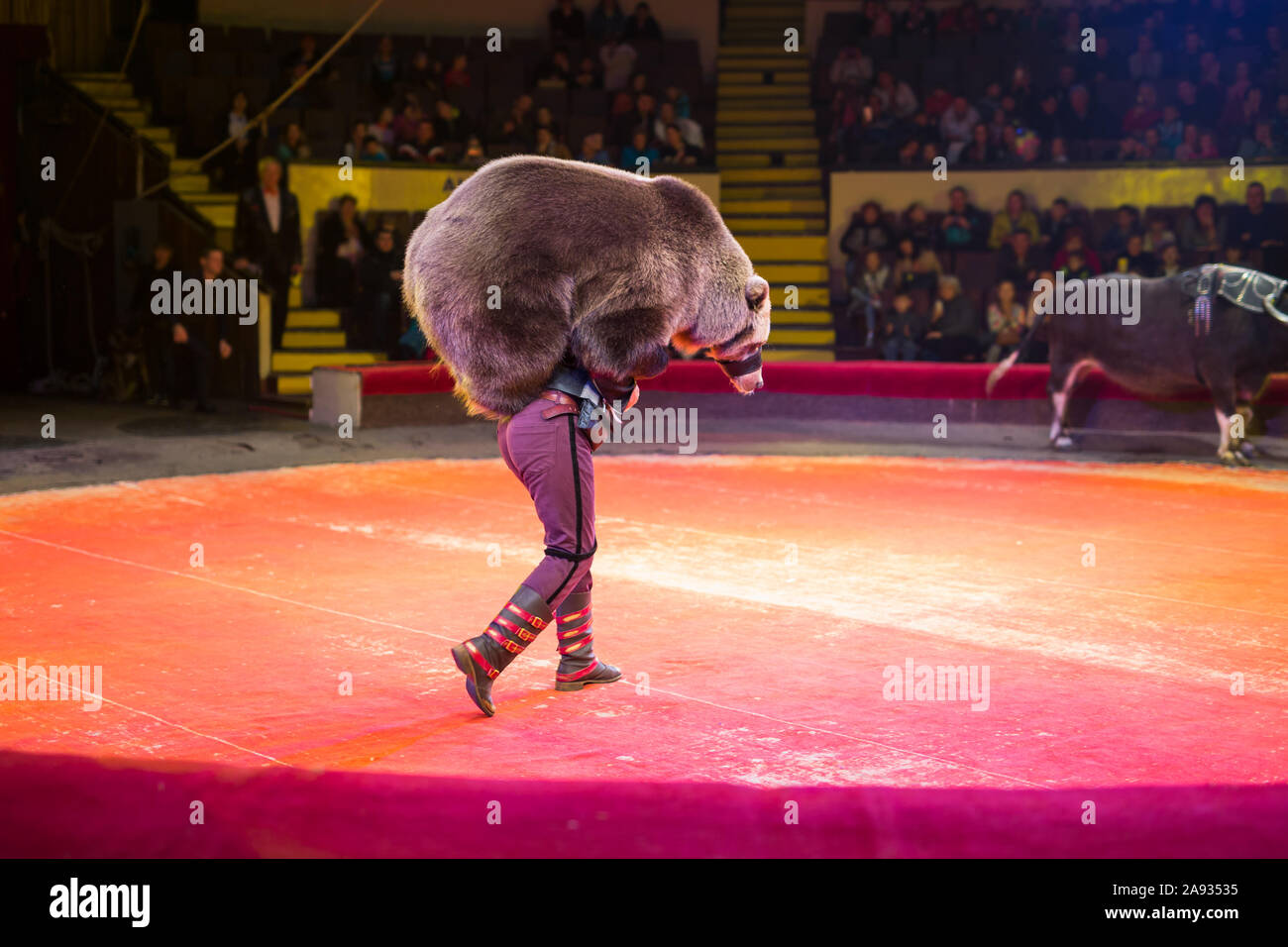 Prestazioni dell'orso bruno buffalo nel circus arena Foto Stock