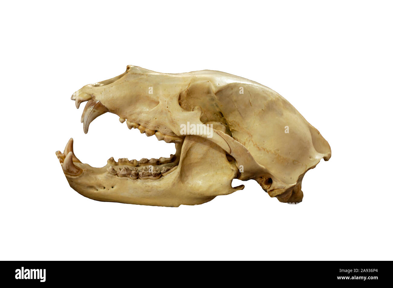 Cranio di orso bruno della Kamchatka (Ursus arctos collaris). Isolare su sfondo bianco. Vista di profilo. Foto Stock
