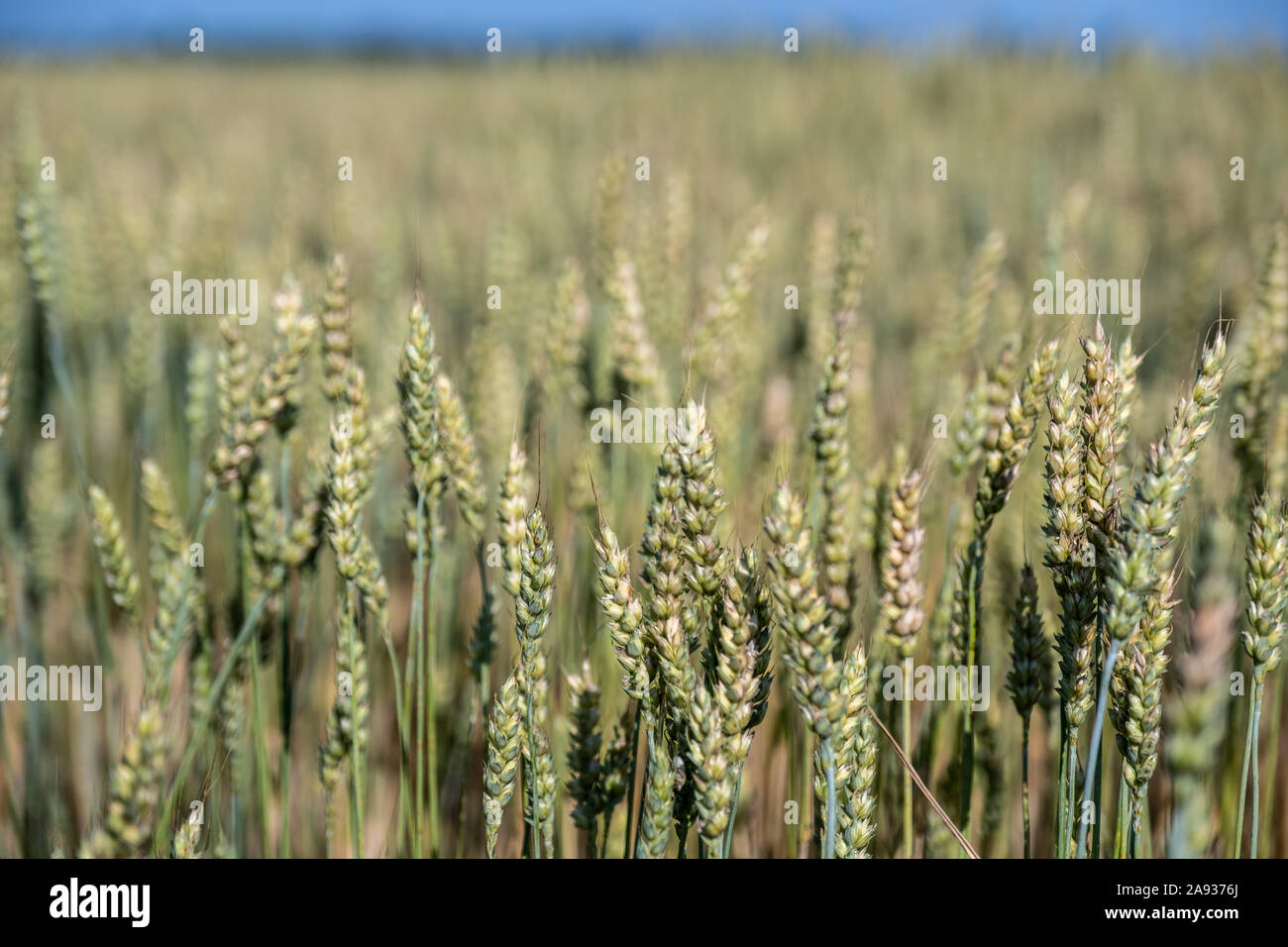 La maturazione del frumento con cielo blu. Primo piano della spikelets di grano in un campo su un nuvoloso giorno di primavera. Foto Stock