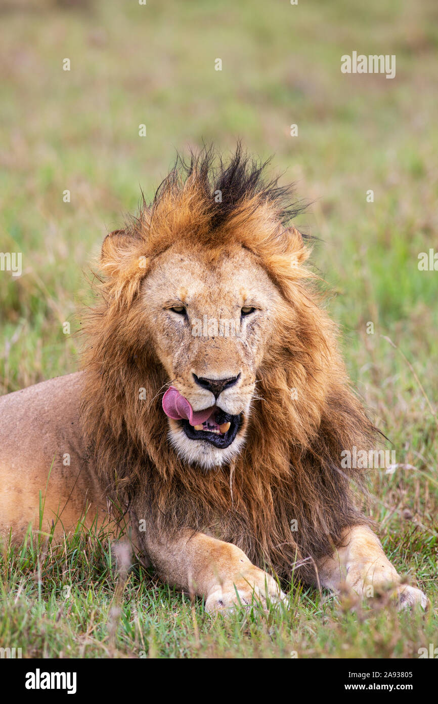 Lion Foto Stock