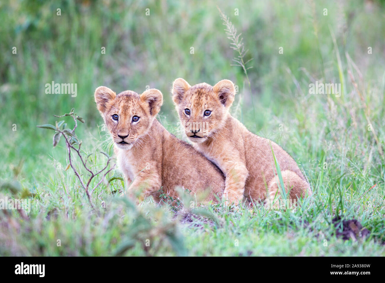 Lion cubs insieme Foto Stock