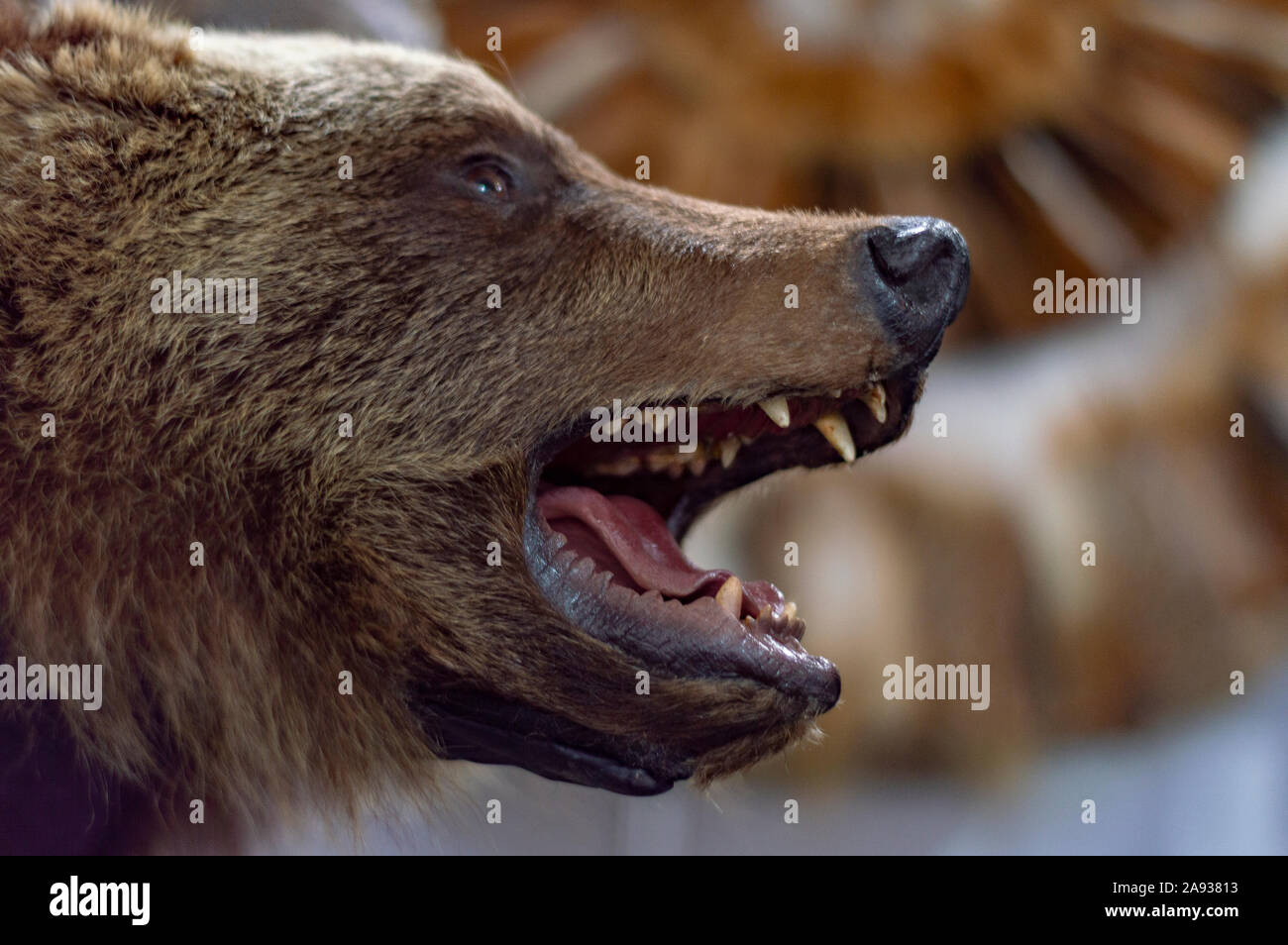 Cranio di orso bruno della Kamchatka (Ursus arctos collaris). Isolare su sfondo bianco. Vista di profilo. Foto Stock