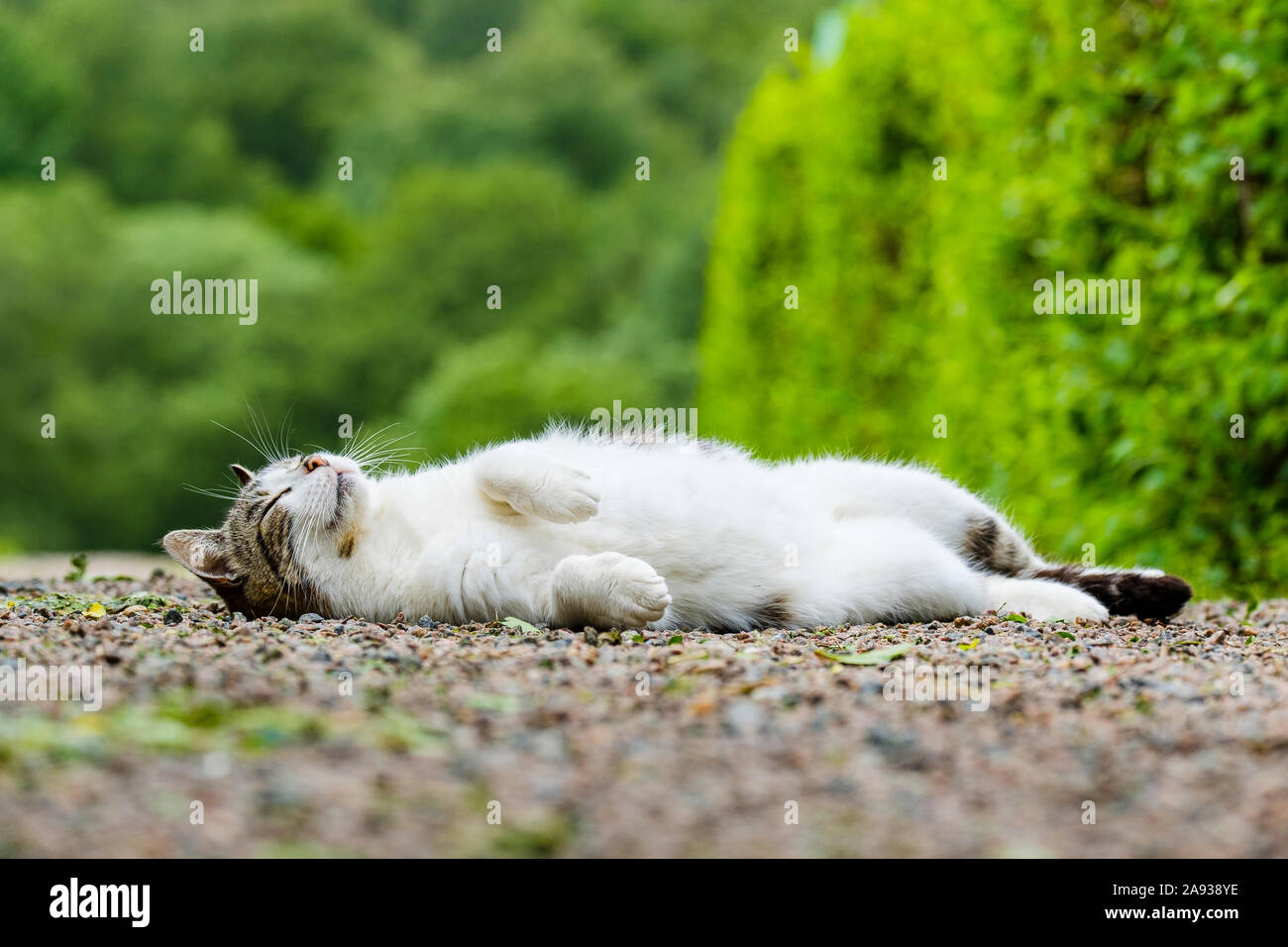 Gatto di sonno Foto Stock