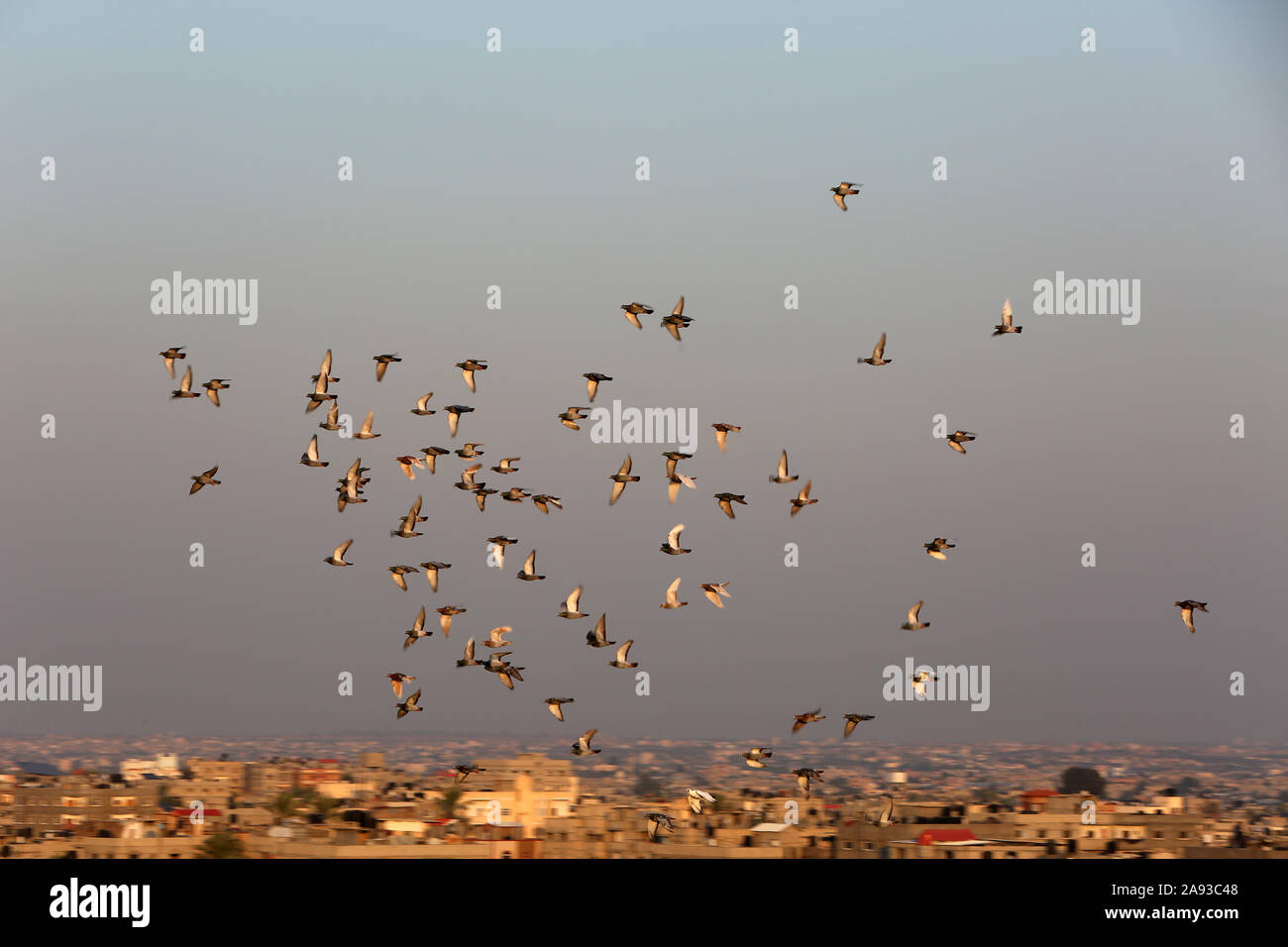 Piccioni che volano intorno al minareto di una moschea a Rafah, nella striscia meridionale di Gaza. Foto Di Abed Rahim Khatib/Alamy Foto Stock