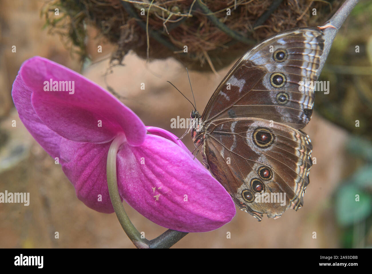 Granada morfo butterfly (Morpho granadensis) bere da un fiore, Mindo, Ecuador Foto Stock
