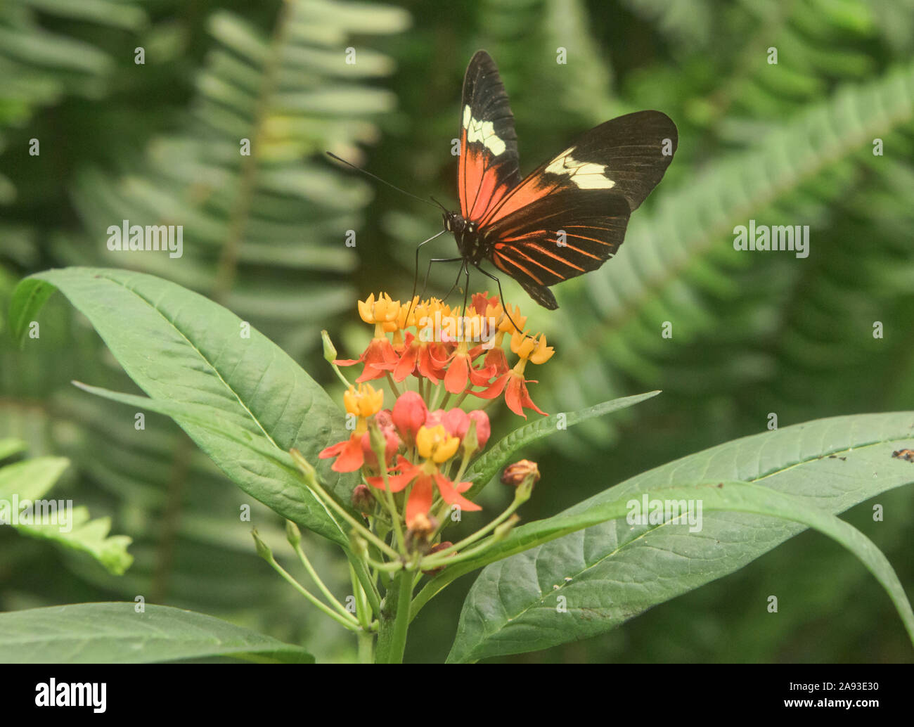 Portalettere butterfly (Heliconius melpomene :) bere il nettare, Mindo, Ecuador Foto Stock