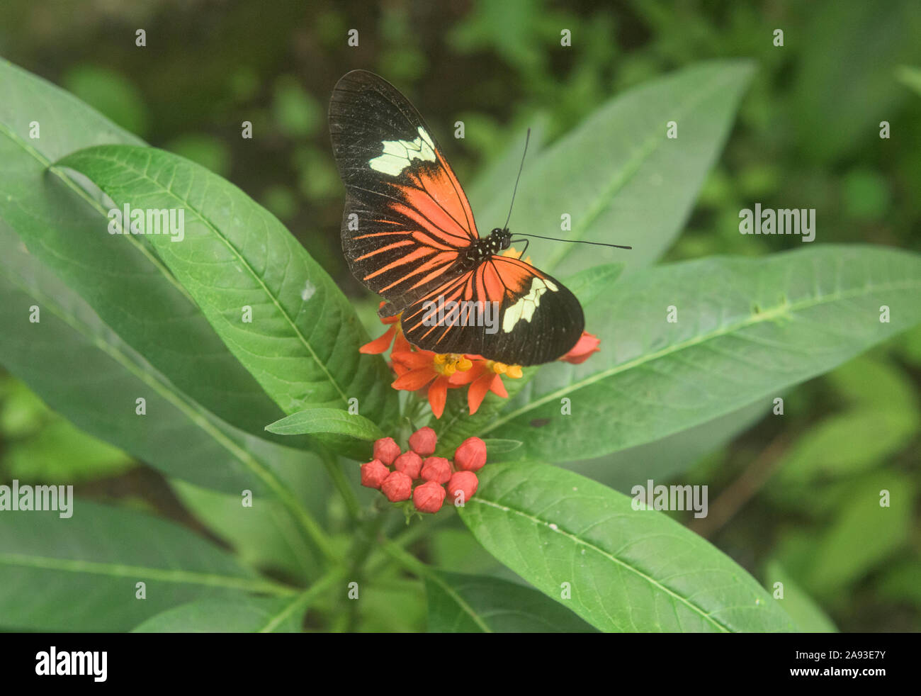 Portalettere butterfly (Heliconius melpomene :) bere il nettare, Mindo, Ecuador Foto Stock